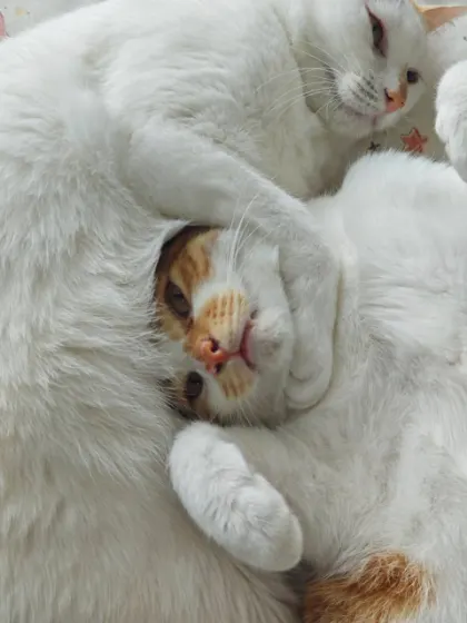 猫爪搭在橘白猫头上，两只猫一起望向镜头的近照