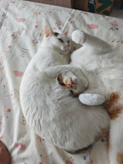 两只猫蜷在床上相互依偎，一只猫伸出前爪